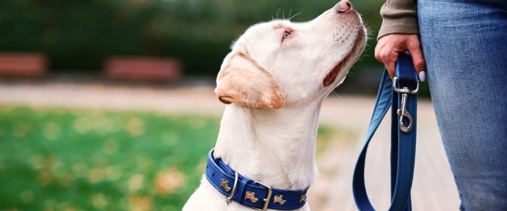 What type of collar is best for dog training