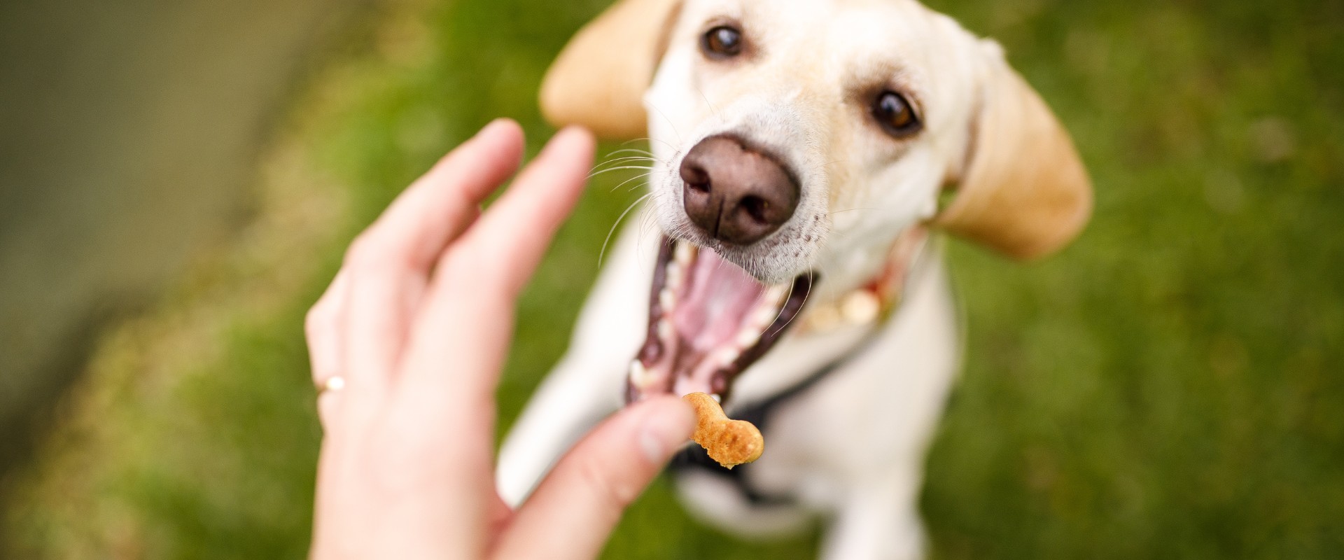 benefits to using a dog training treat pouch