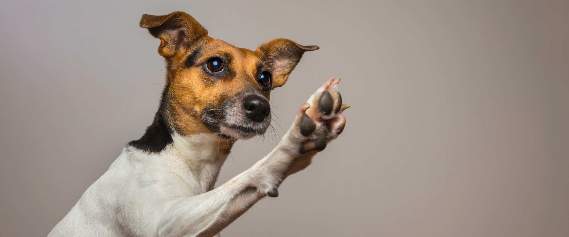 how to teach a dog to high five