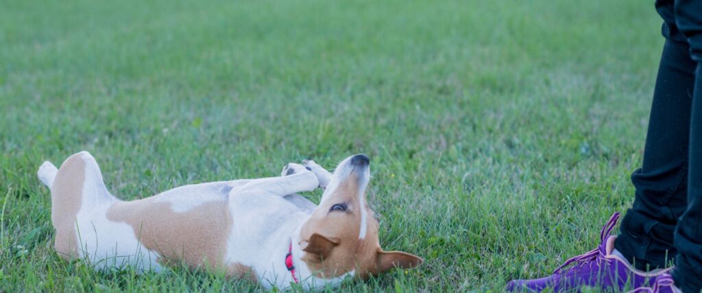 how to teach your dog to roll over