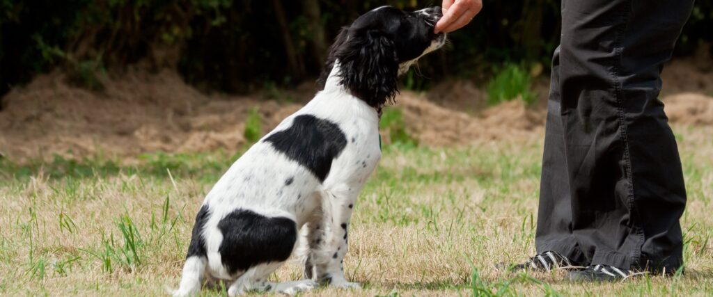 how to train a dog to sit