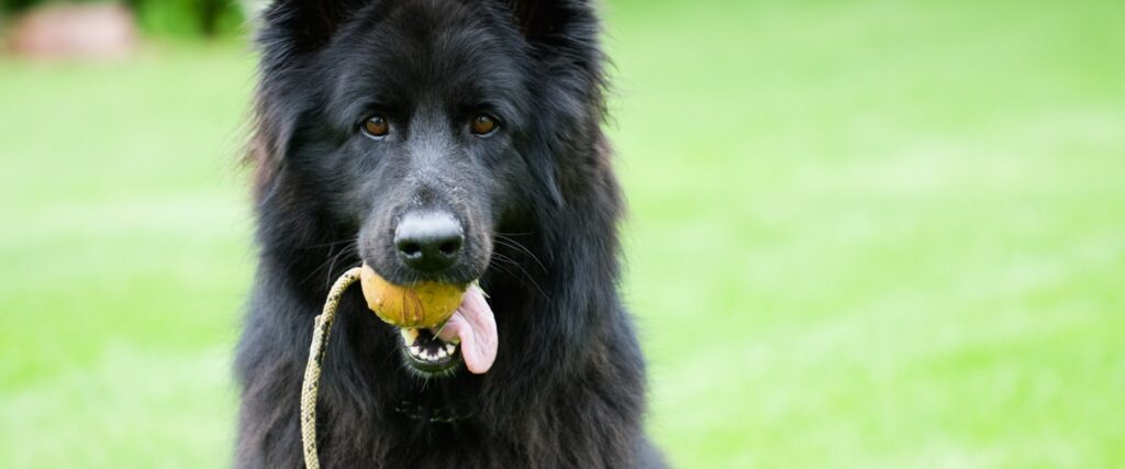 Best Dog Toys For German Shepherds