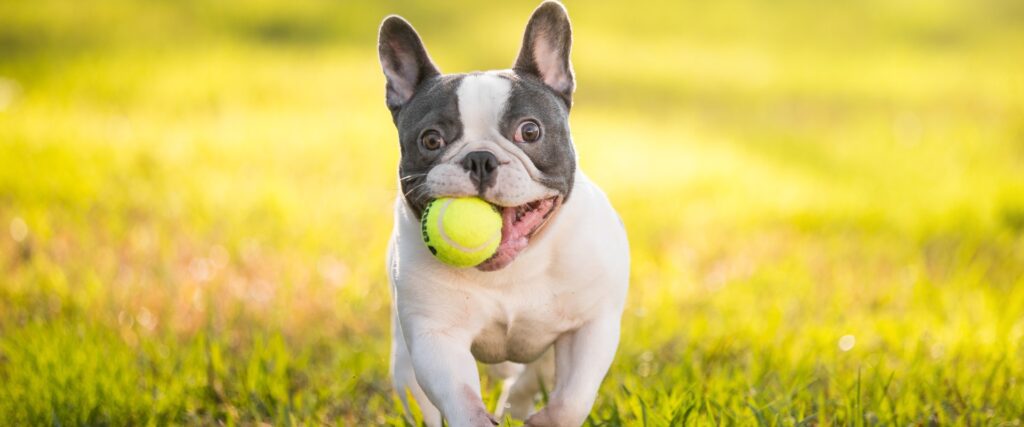 French bulldog training