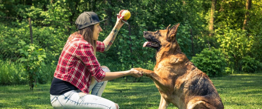 German Shepherd training