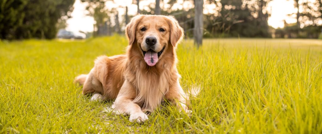 Golden retriever training