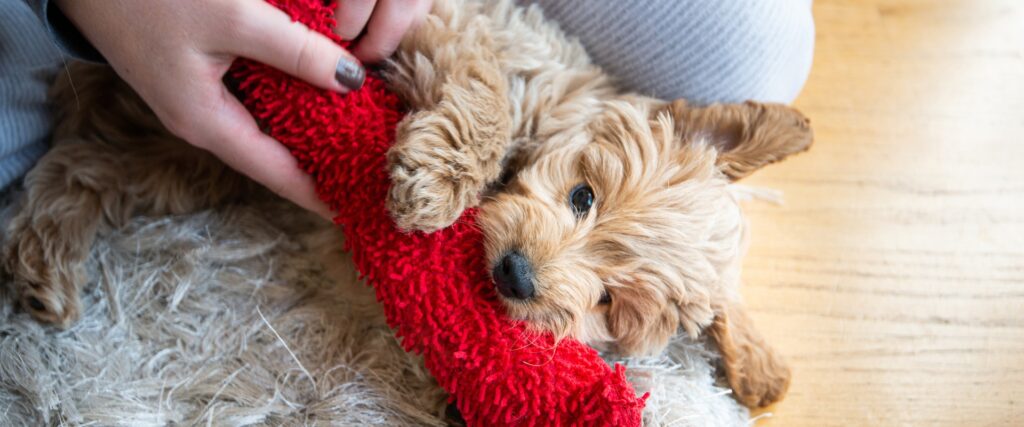 How to train a goldendoodle puppy not to bite