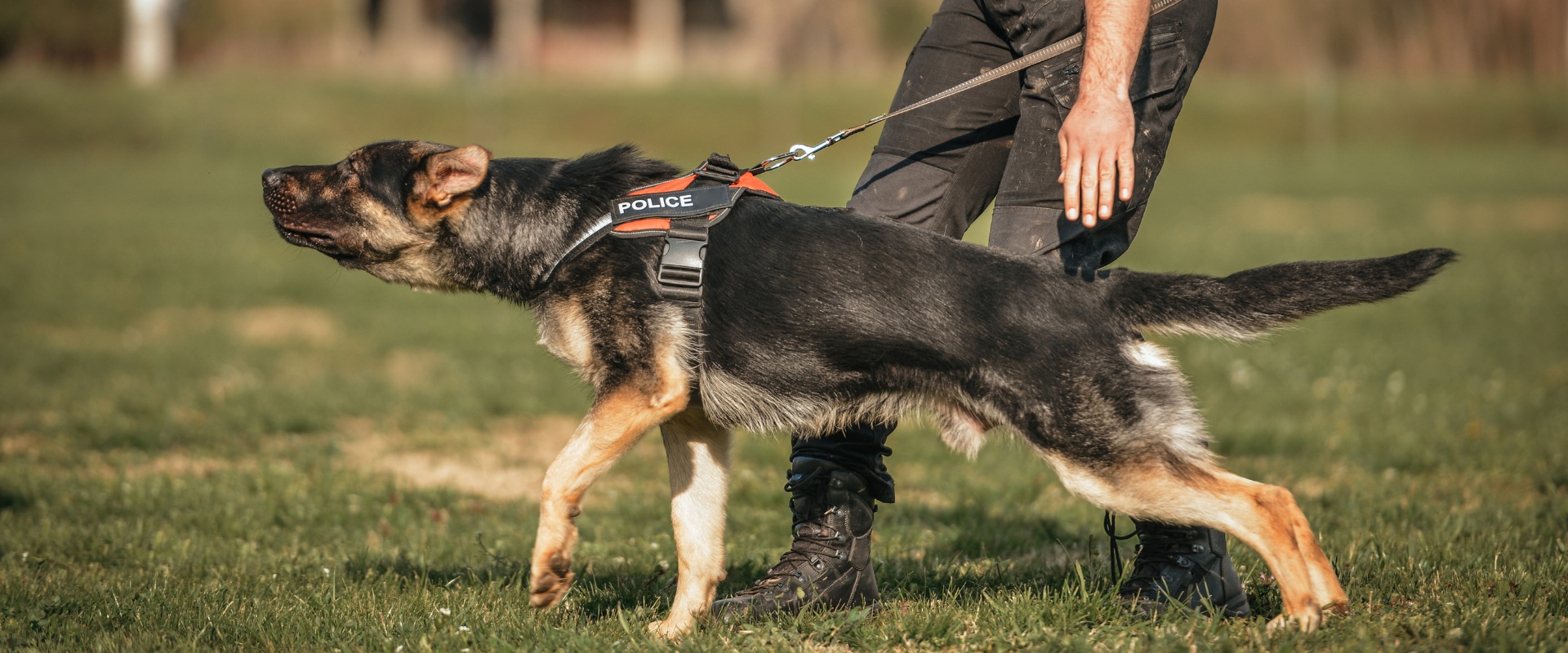 How to train my german shepherd like a police dog