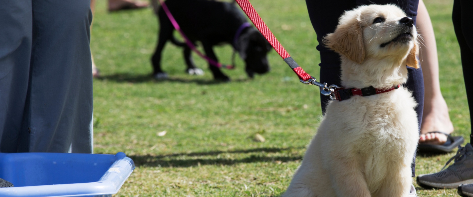 Labrador retriever puppy training