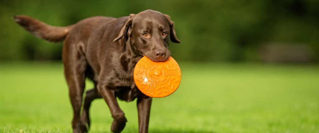 Train Labrador Retriever