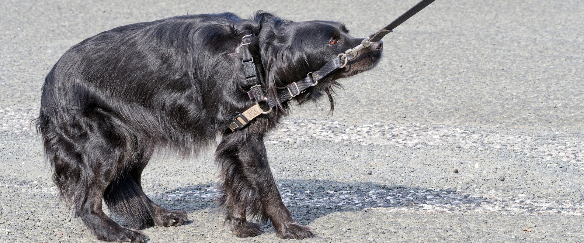 how to leash train a dog that won't walk
