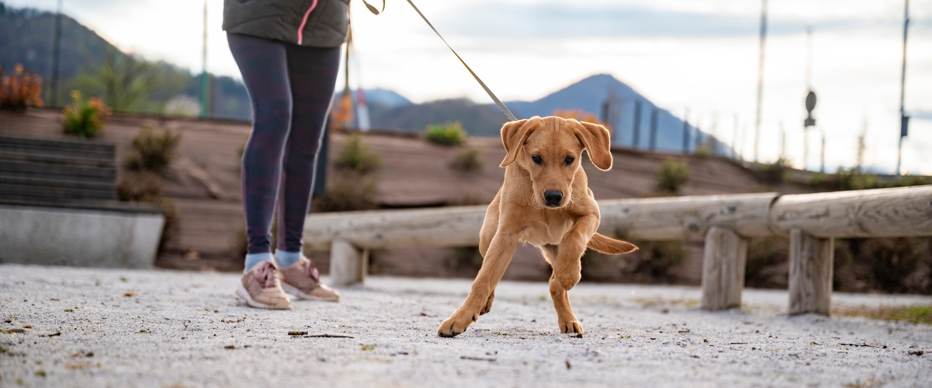 how to train your dog to walk on a leash without tugging