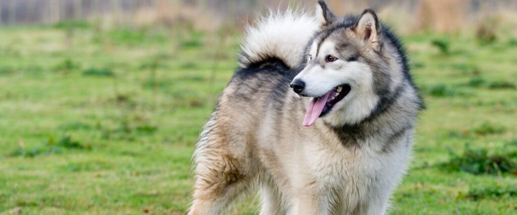 Alaskan Malamute Training