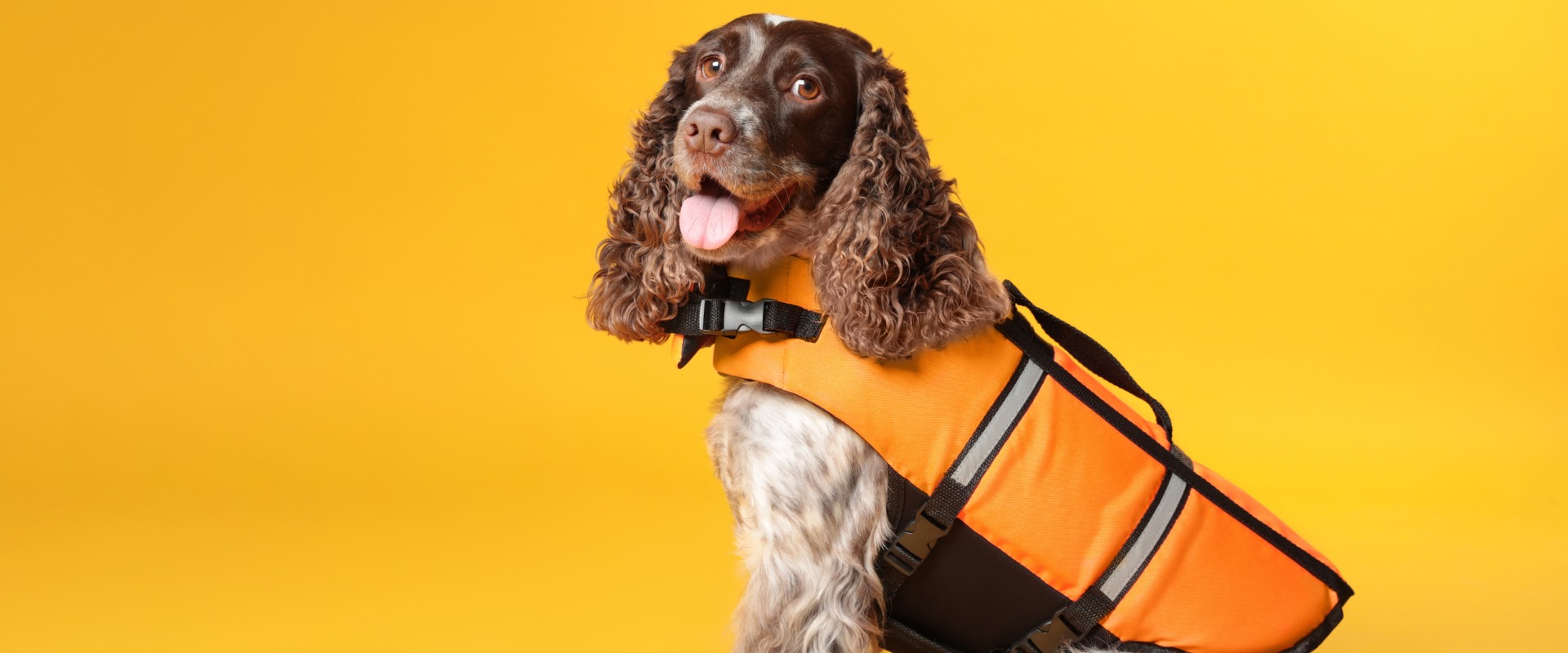 Dog Training Vests
