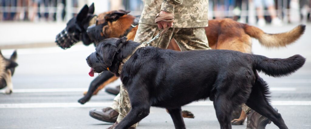 How To Train My Dog To Protect Me