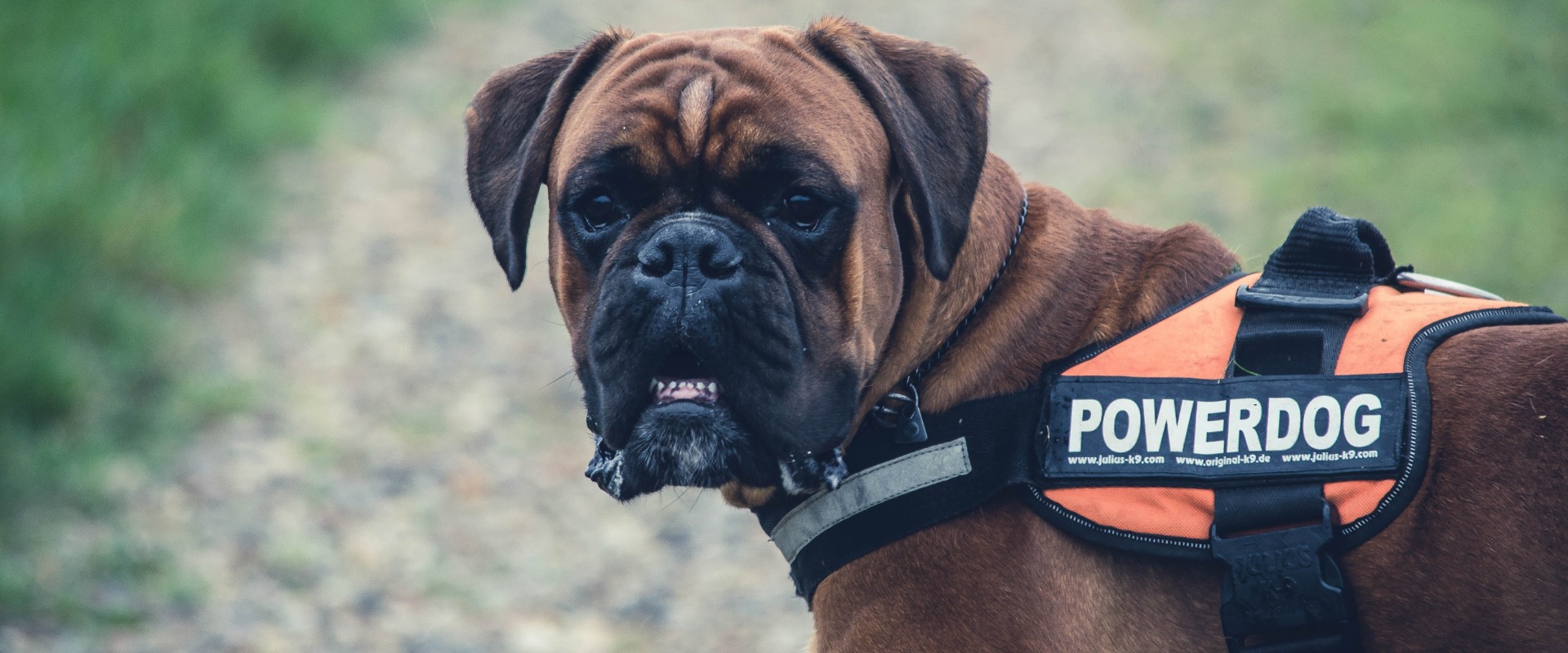 vest for dog training