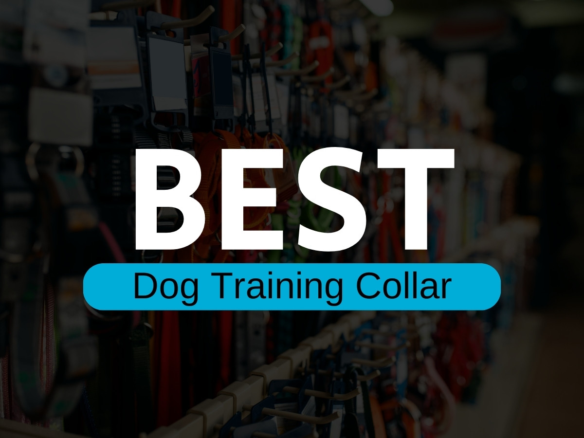 best dog training collar