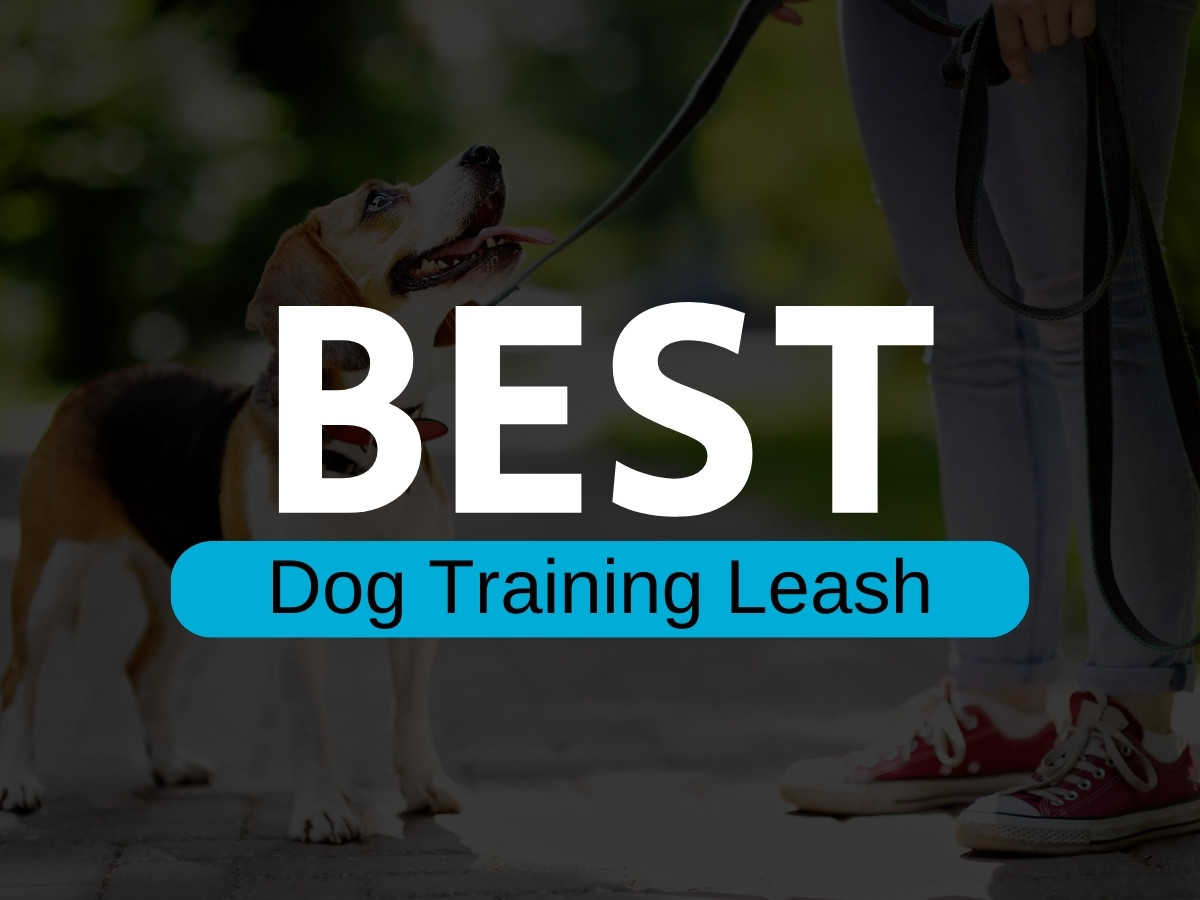best dog training leash