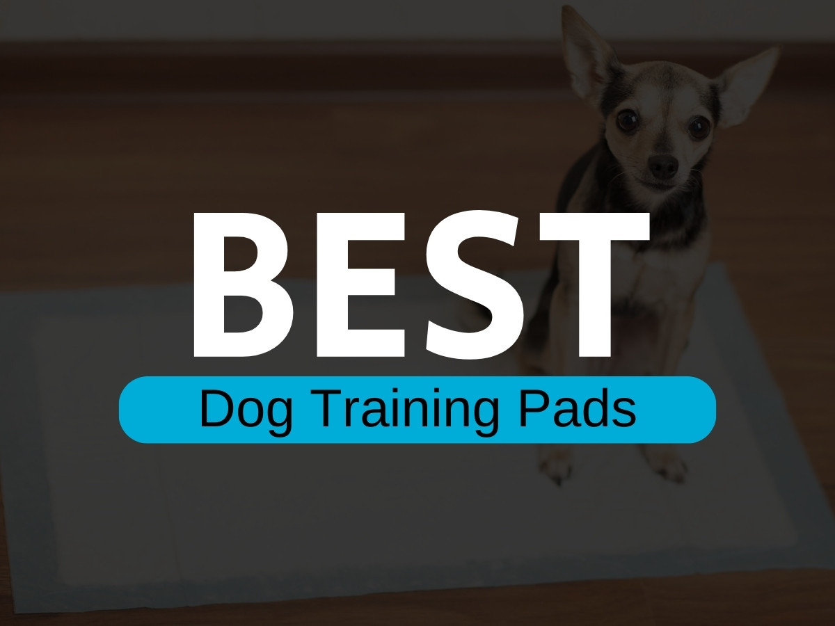 best dog training pads